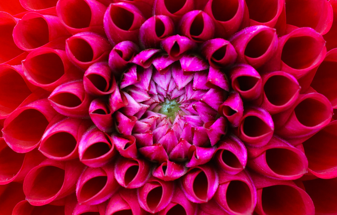 Nahaufnahme einer Blume – Makrofotografie Workshop