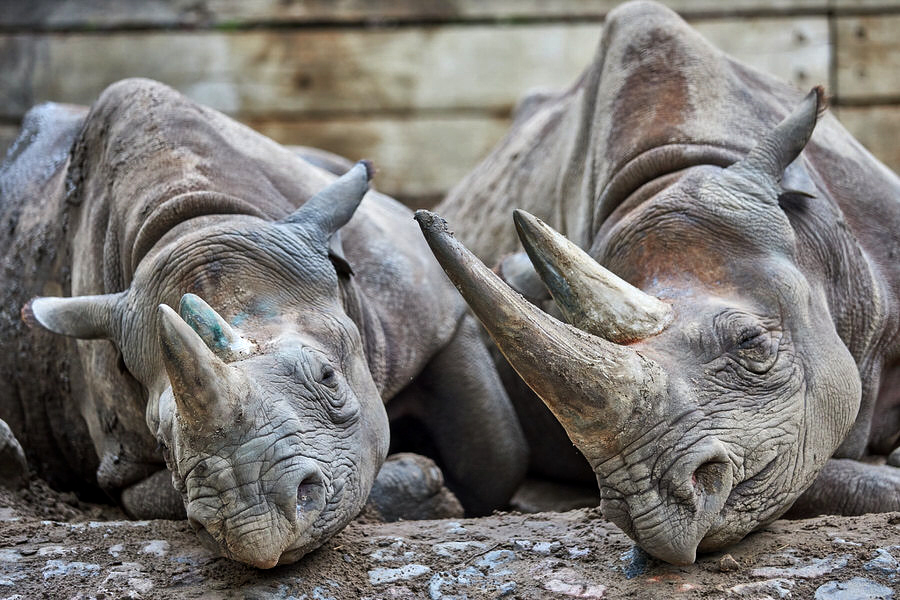 Fotokurs Zoo Berlin – Teilnehmer fotografieren Zootiere